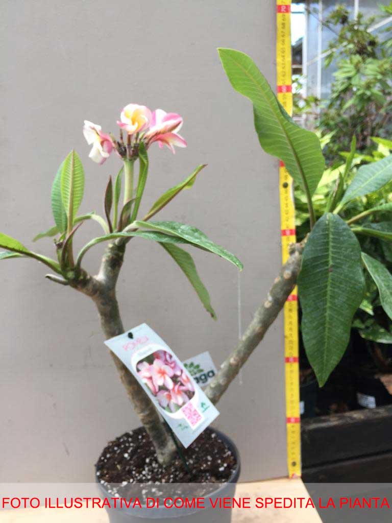 PLUMERIA POMELIA RHAPSODY IN VASO 18CM