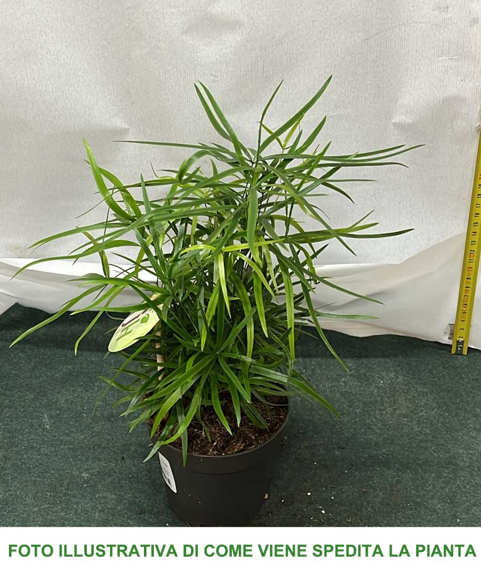 ASPARAGUS FALCATUS VASO 12CM