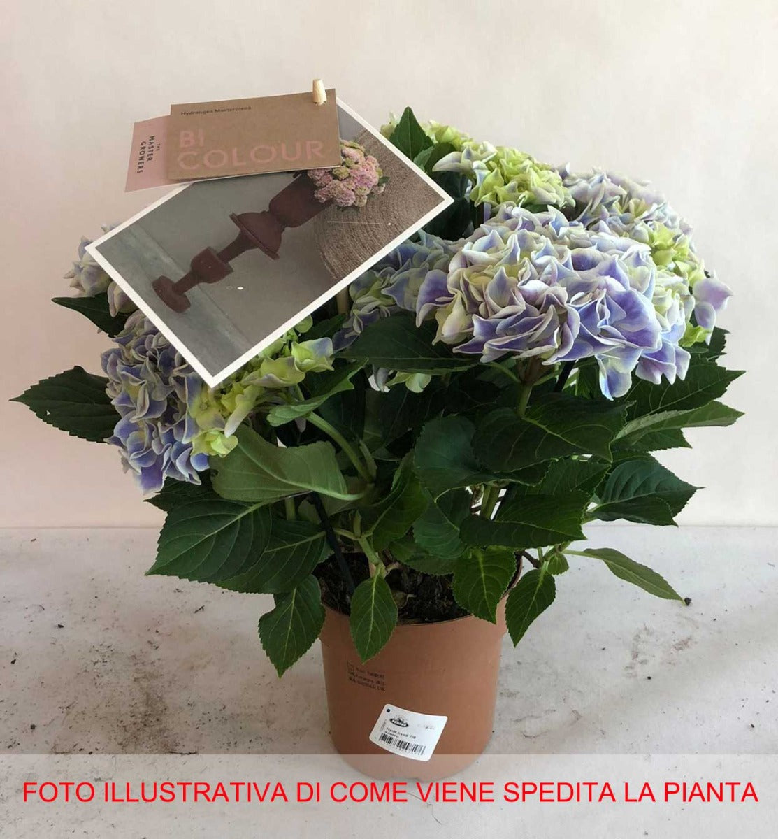 ORTENSIA HYDRANGEA MACROPHYLLA TIVOLI VASO 14CM