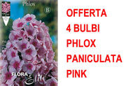 OFFERTA 4 BULBI PHLOX ROSA