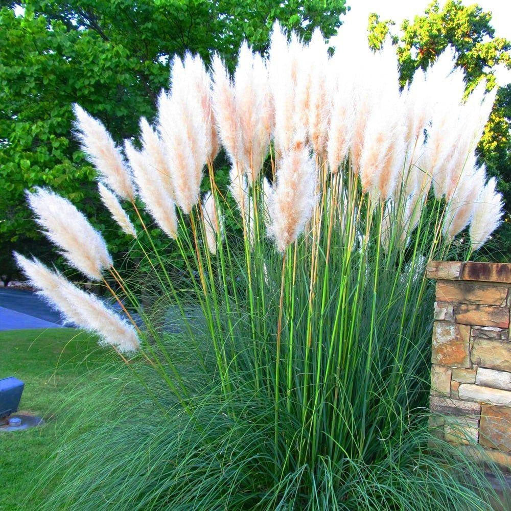 CORTADERIA SELLOANA WHITE FEATHER IN VASO 17CM