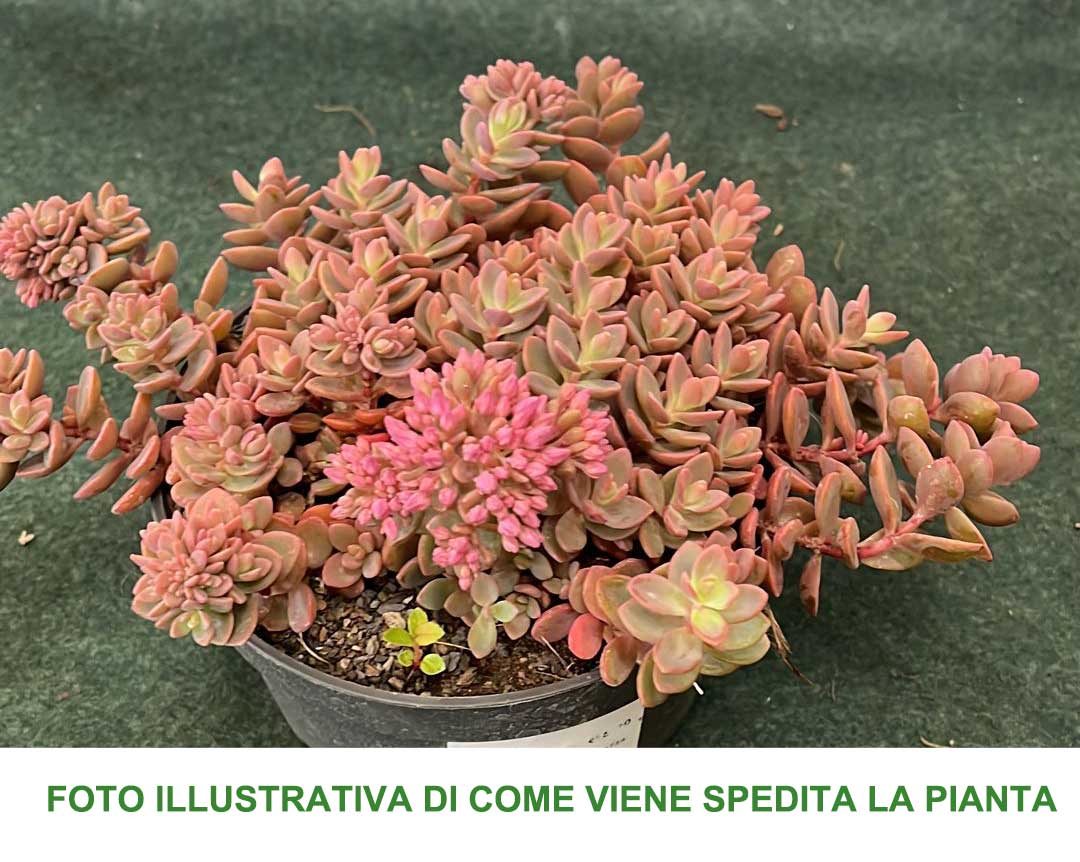 SEDUM SACHALIN VASO 13CM
