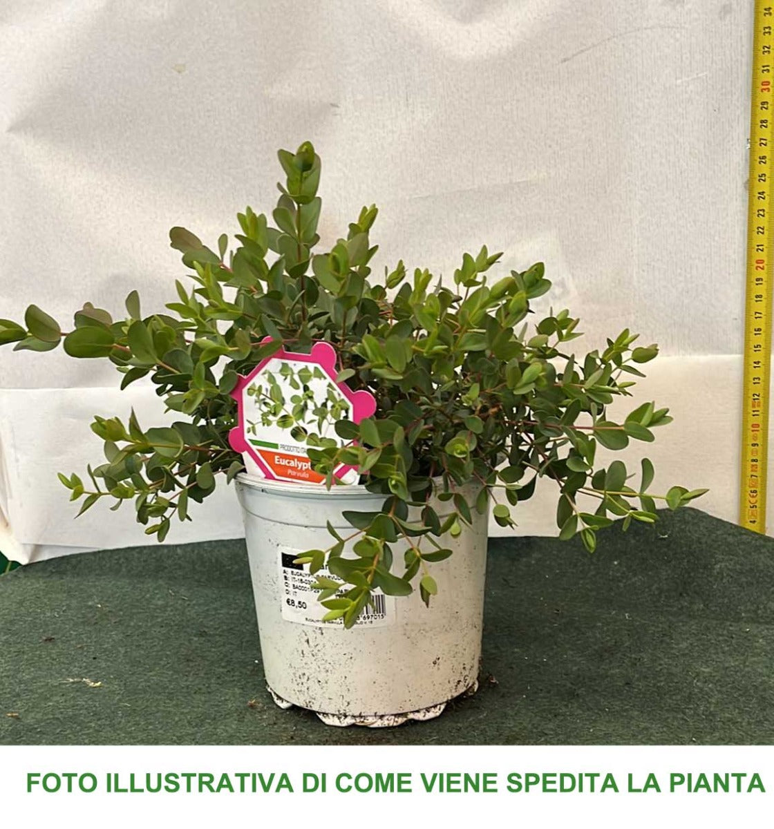 POLYGALA MYRTIFOLIA VASO 17CM