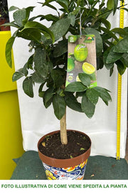 CITRUS AURANTIFOLIA LIME IN VASO 22CM