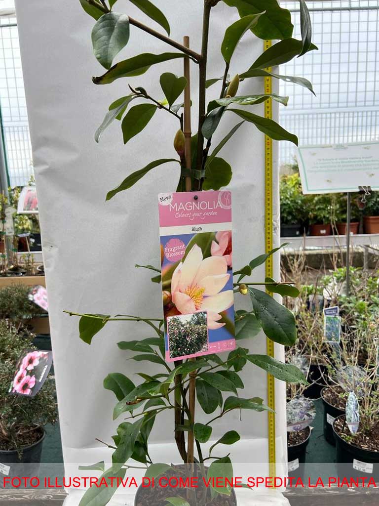 MAGNOLIA FAIRY ROSA BLUSH VASO 19CM