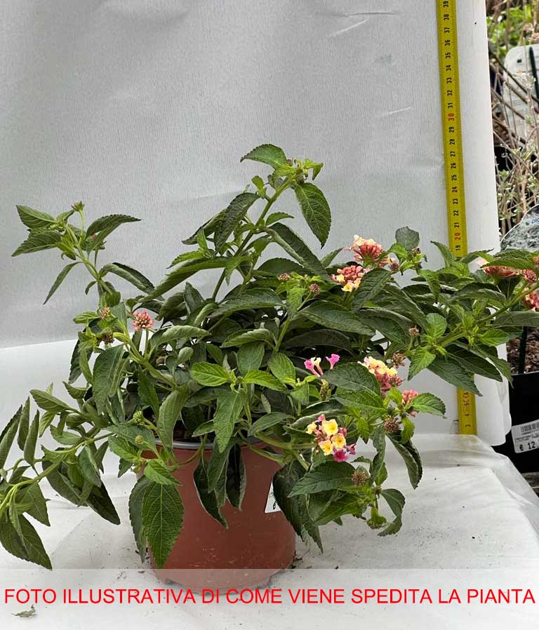 LANTANA COMPACTA ROSA VASO 15CM