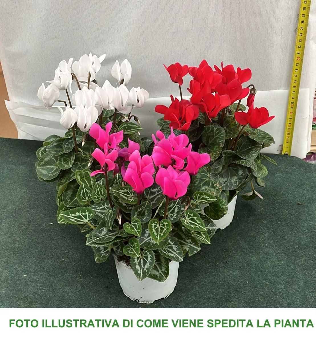 OFFERTA 3 PIANTE DI CICLAMINI COLORI ASSORTITI FUCSIA BIANCHI ROSSI VASO 10CM