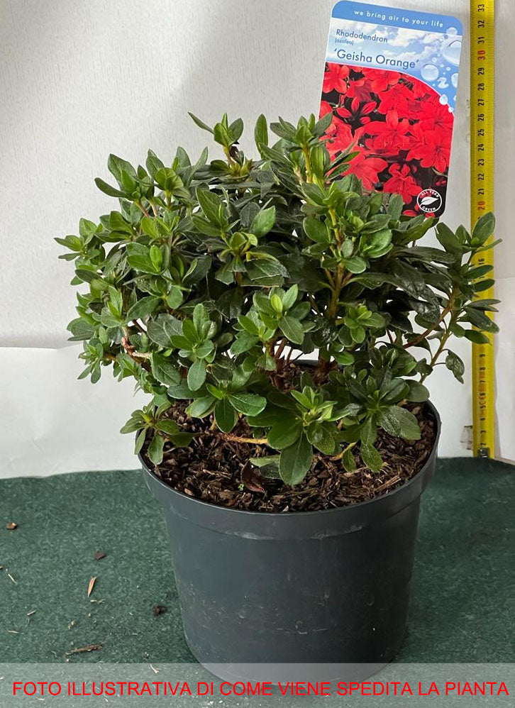 RODODENDRO GEISHA ARANCIONE IN VASO 18CM