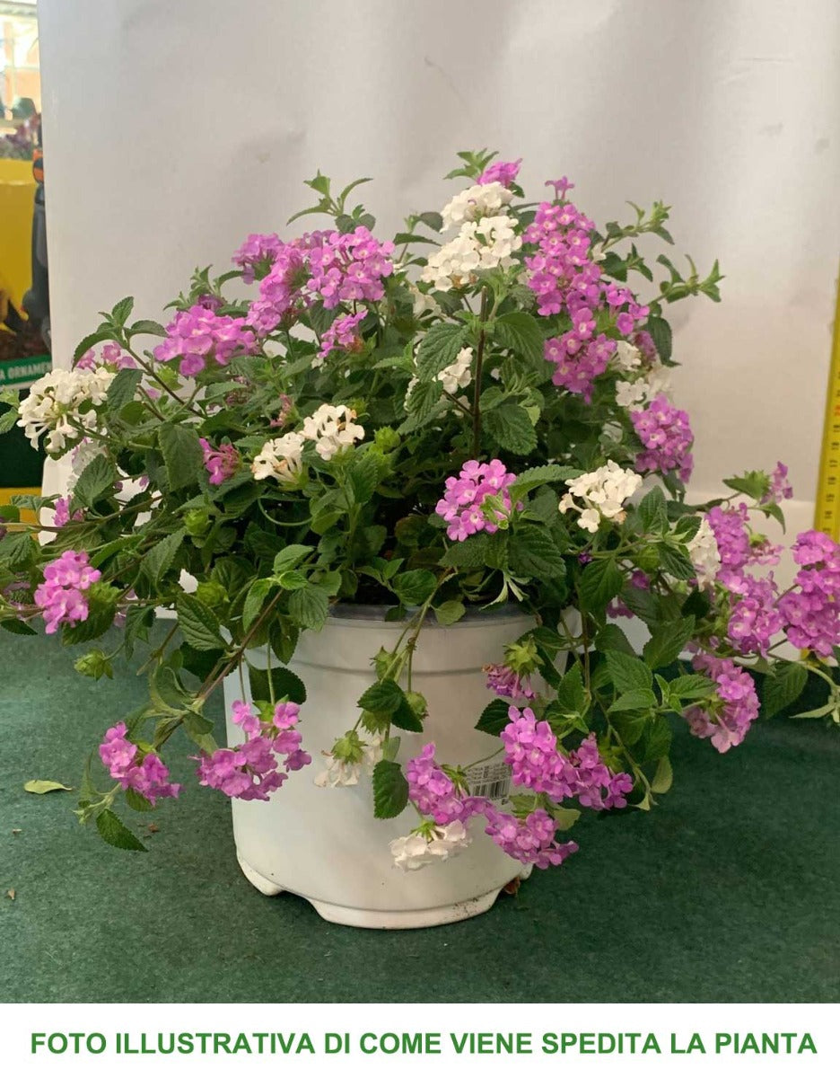 LANTANA SELLOWIANA BICOLOR VASO 18CM