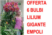 OFFERTA 6 BULBI LILIUM GIGANTE EMPOLI