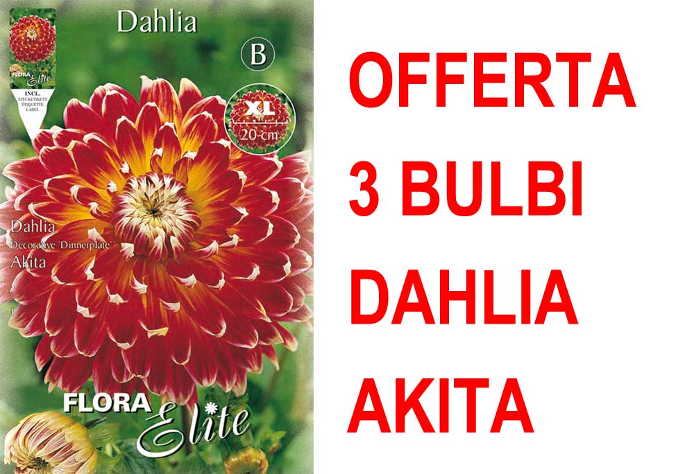 OFFERTA 3 BULBI DAHLIA DINNERPLATE AKITA XL