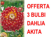OFFERTA 3 BULBI DAHLIA DINNERPLATE AKITA XL