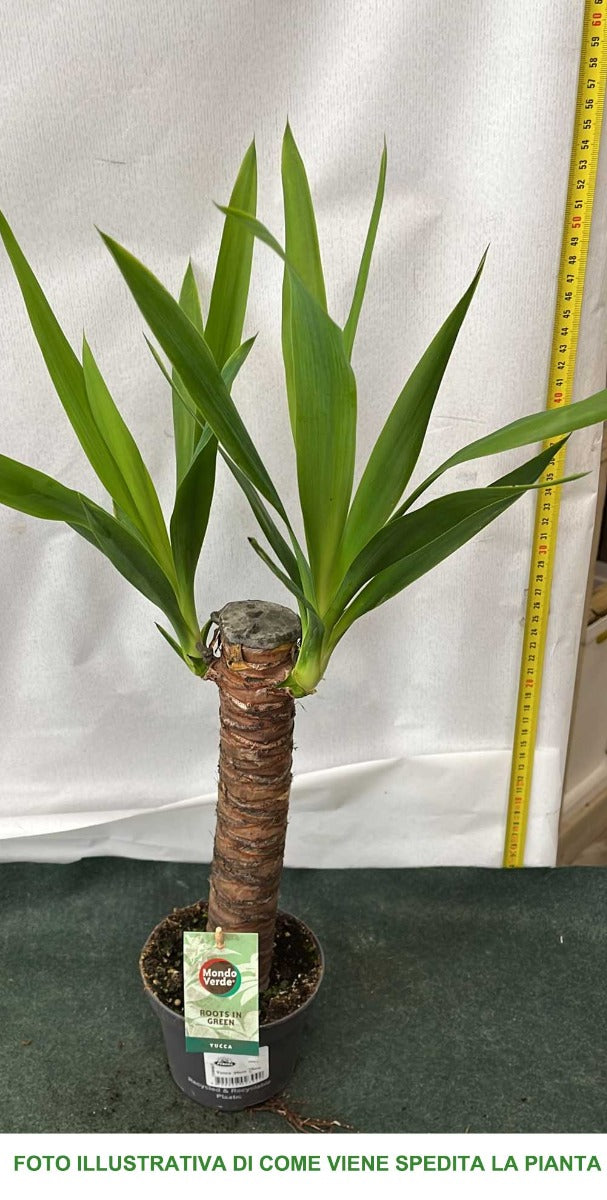 YUCCA VASO 12CM