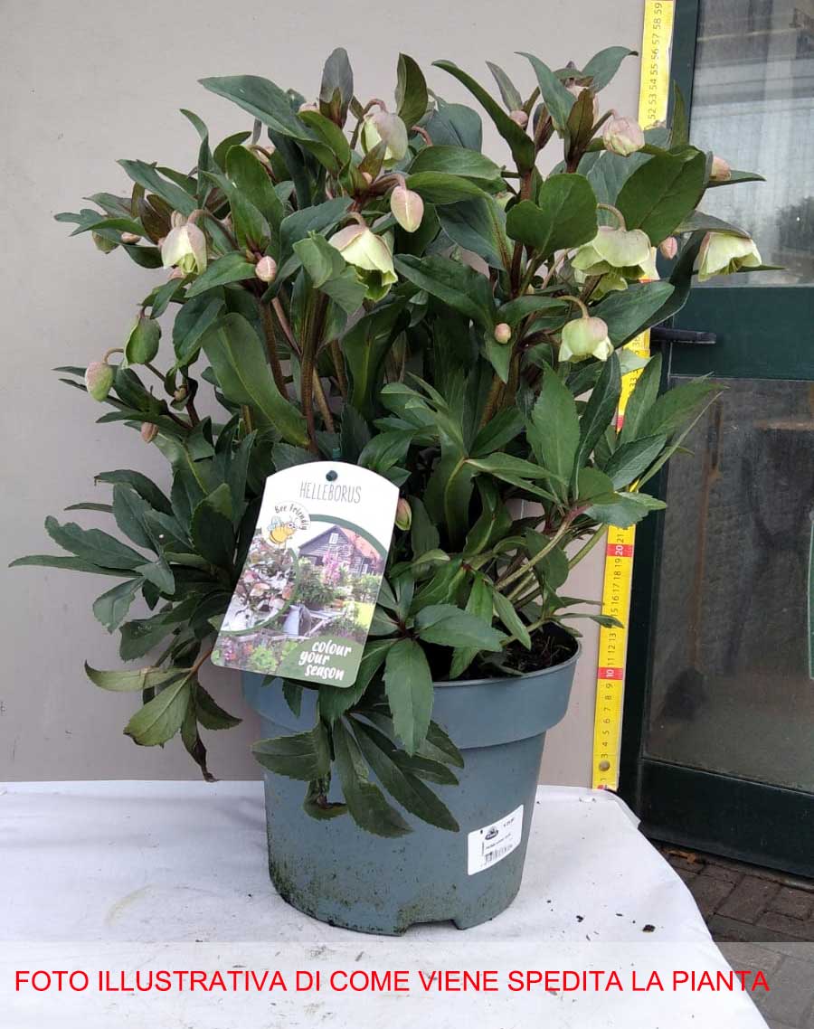 HELLEBORUS WINTER BELLS ROSA DI NATALE VASO 23CM