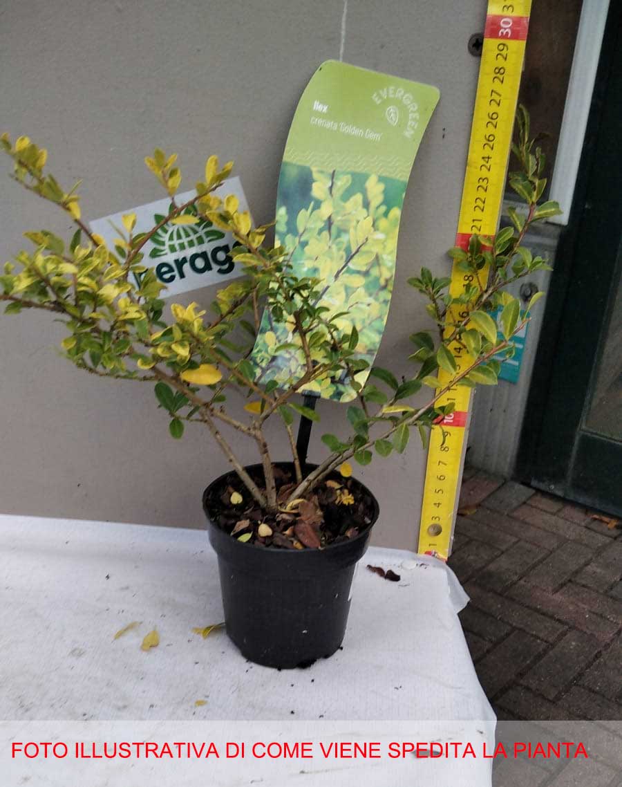 ILEX AGRIFOGLIO GOLDEN GEM VASO 9CM