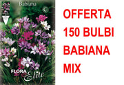 OFFERTA 150 BULBI BABIANA IN MIX DI COLORI