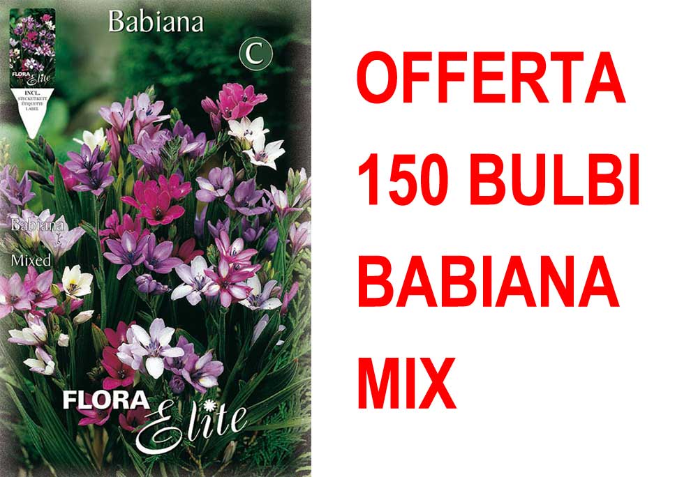 OFFERTA 150 BULBI BABIANA IN MIX DI COLORI