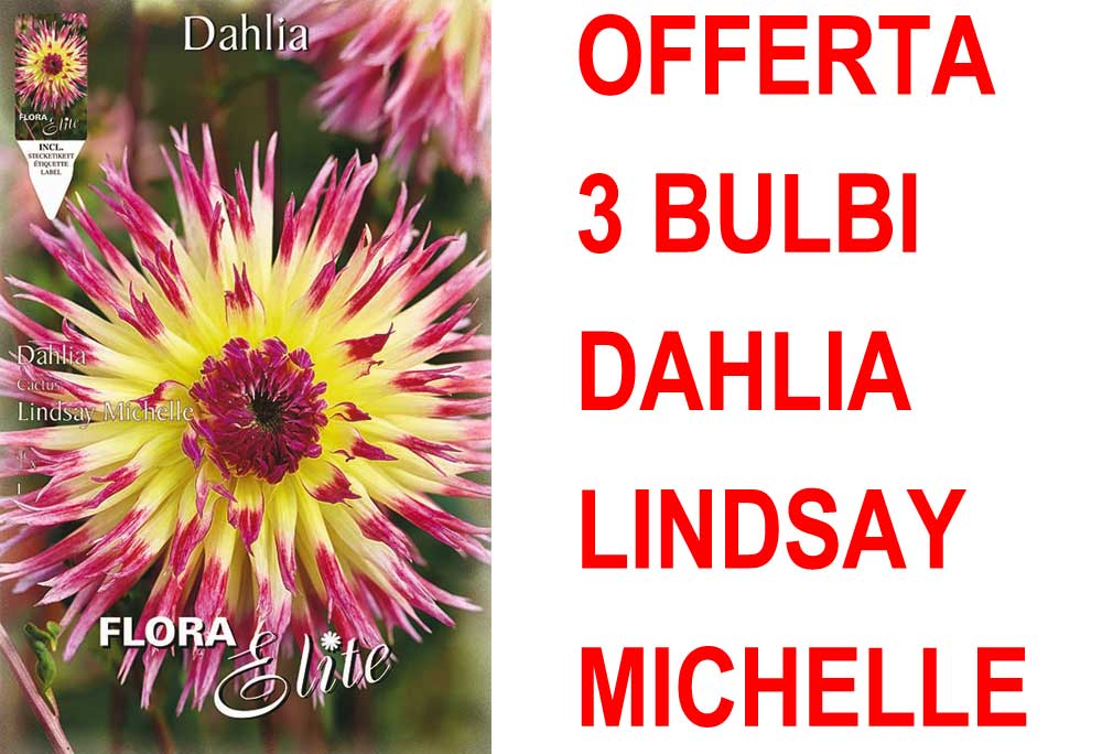 OFFERTA 3 BULBI DAHLIA CACTUS LINDSAY MICHELLE