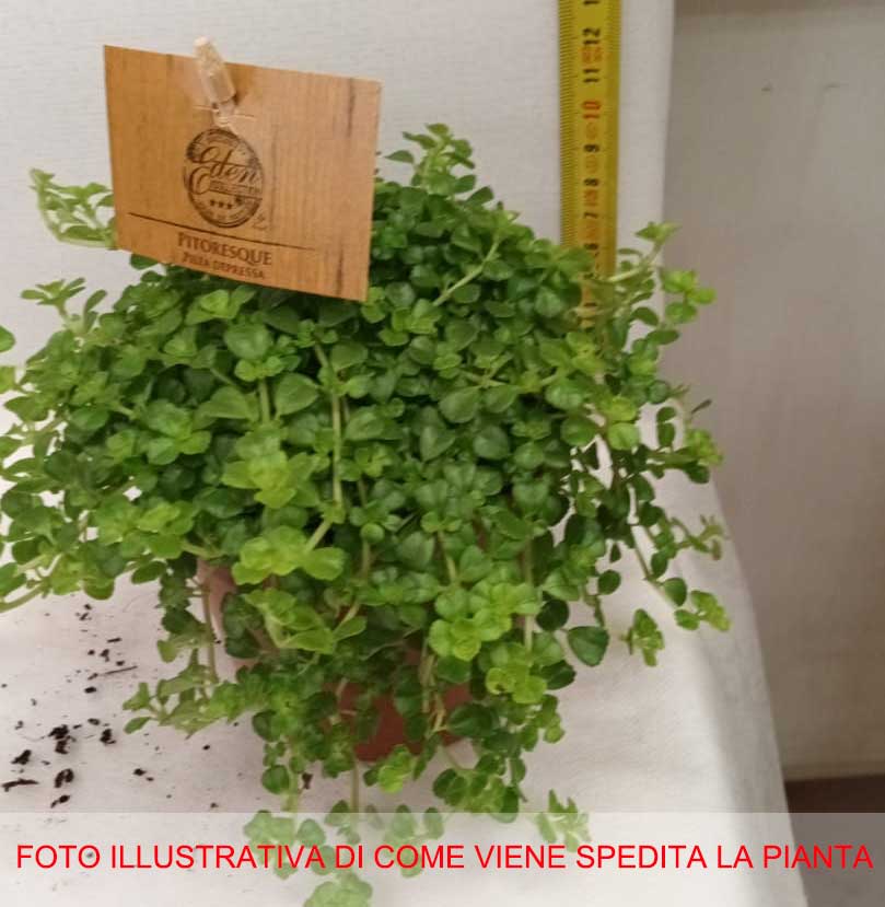PILEA DEPRESSA VASO 10.5CM