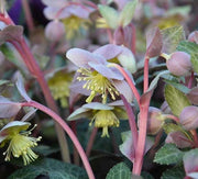 HELLEBORUS LIVIDUS ROSA DI NATALE VASO 9CM