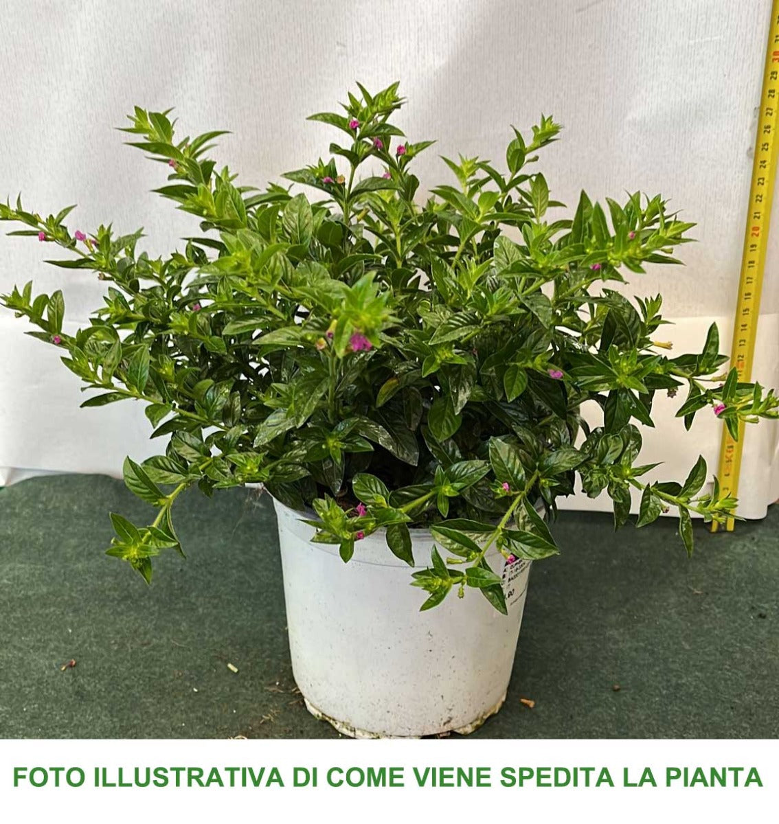 CUPHEA HYSSOPIFOLIA VASO 15CM