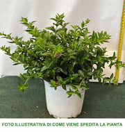 CUPHEA HYSSOPIFOLIA VASO 15CM