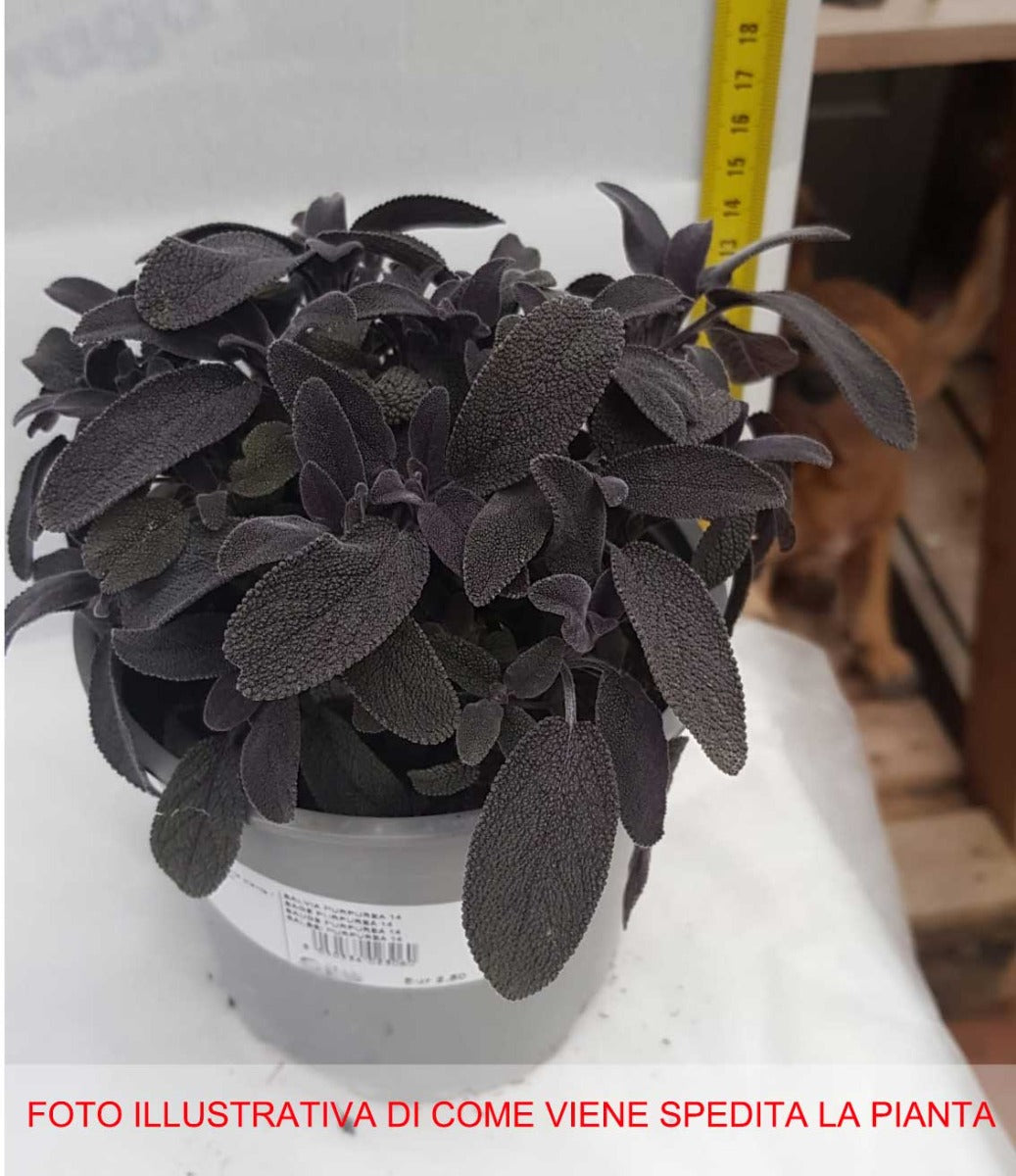SALVIA PURPUREA VASO 14CM