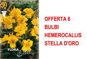 OFFERTA 8 BULBI HEMEROCALLIS STELLA D'ORO