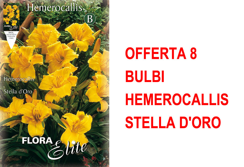 OFFERTA 8 BULBI HEMEROCALLIS STELLA D'ORO