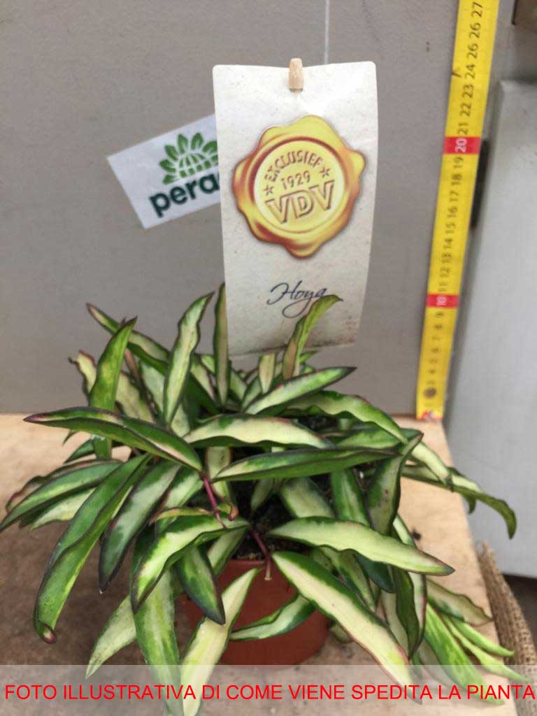 HOYA WAYETII TRICOLOR FIORE DI CERA VASO 12CM