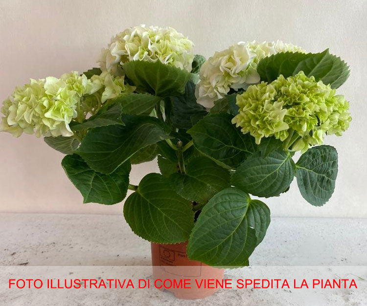 ORTENSIA HYDRANGEA COLORI ASSORTITI VASO 10CM