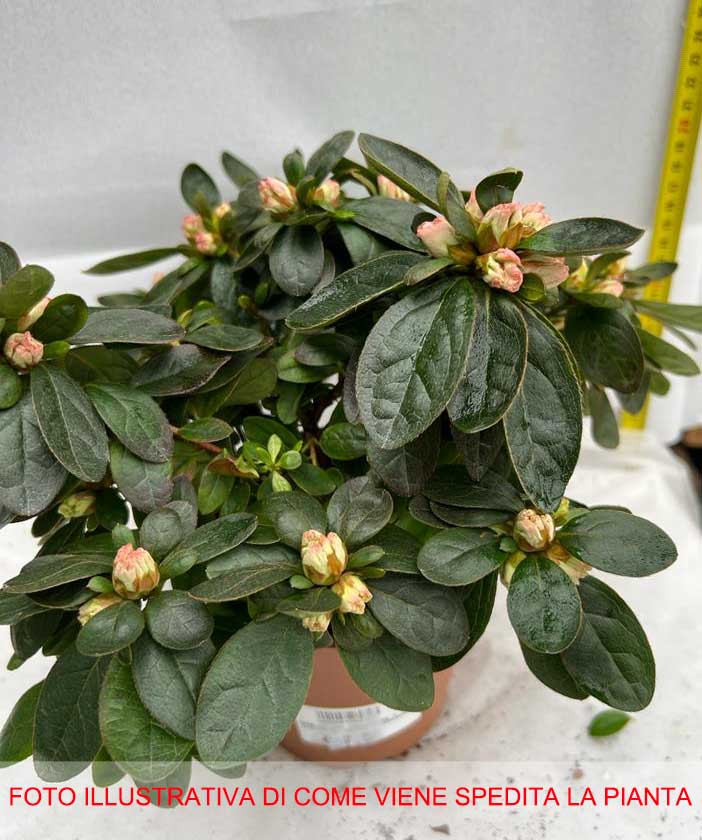 AZALEA JAPONICA KASSANDRA VASO 12CM