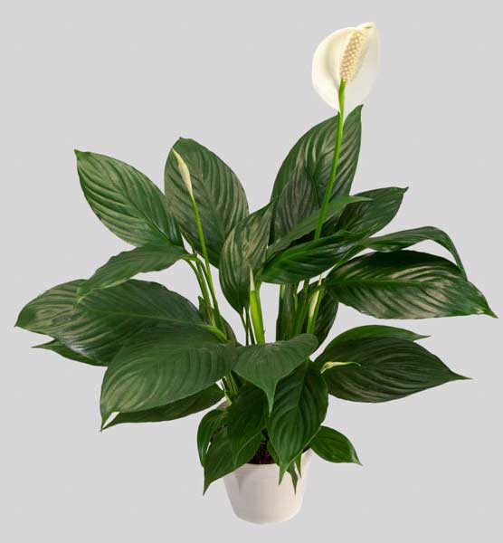 SPATHIPHYLLUM PICO CUPIDO VASO 13CM