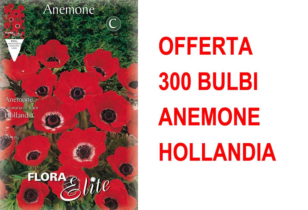 OFFERTA 300 BULBI ANEMONE HOLLANDIA
