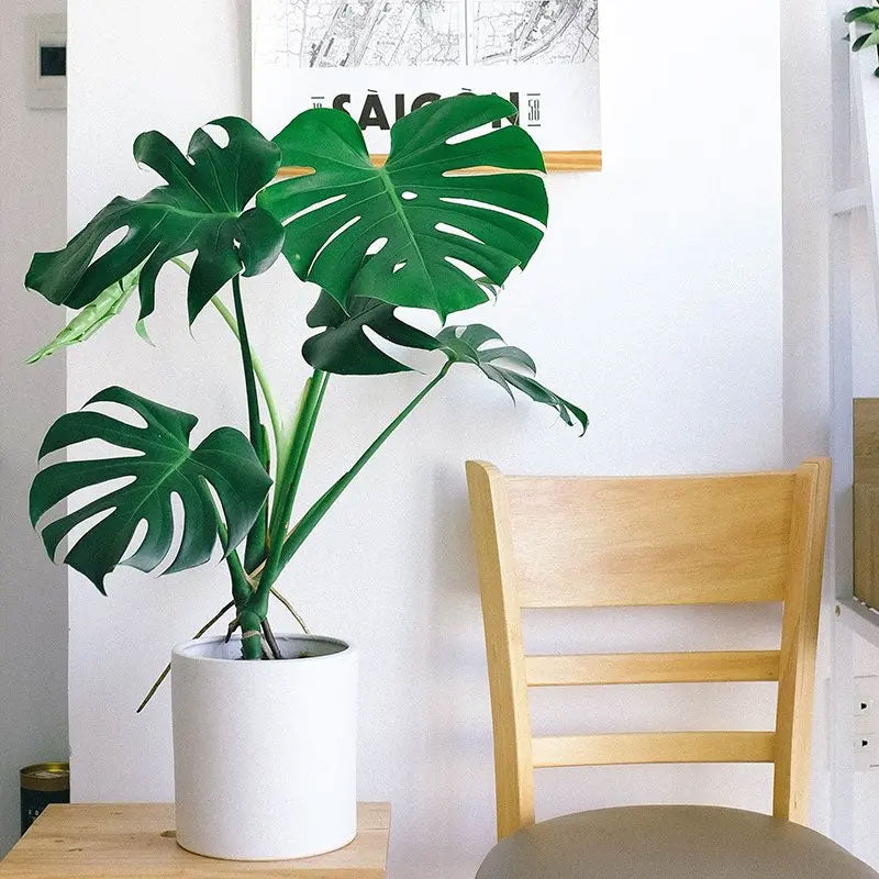 MONSTERA DELICIOSA VASO 21CM