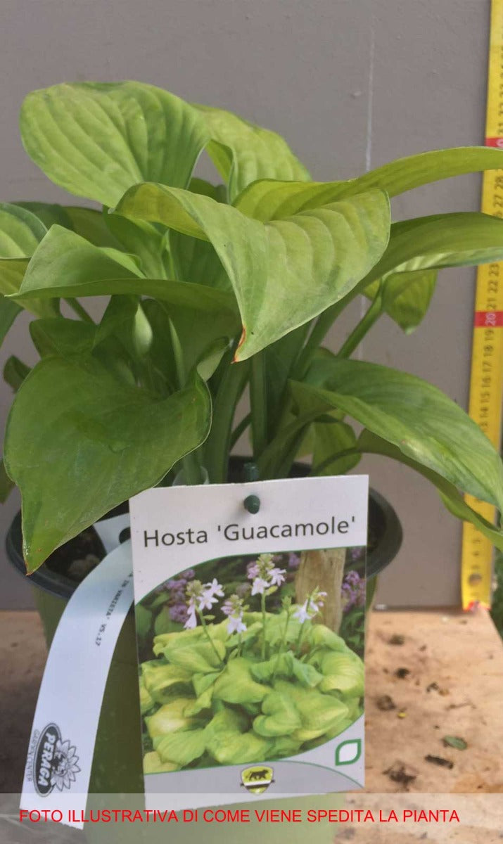 HOSTA GUACAMOLE IN VASO 17CM