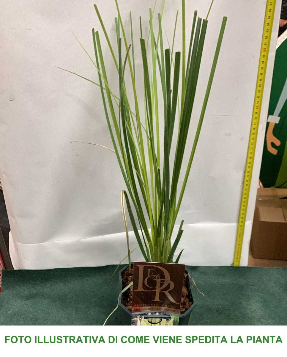 CORTADERIA MINIPAMPAS VASO 17CM