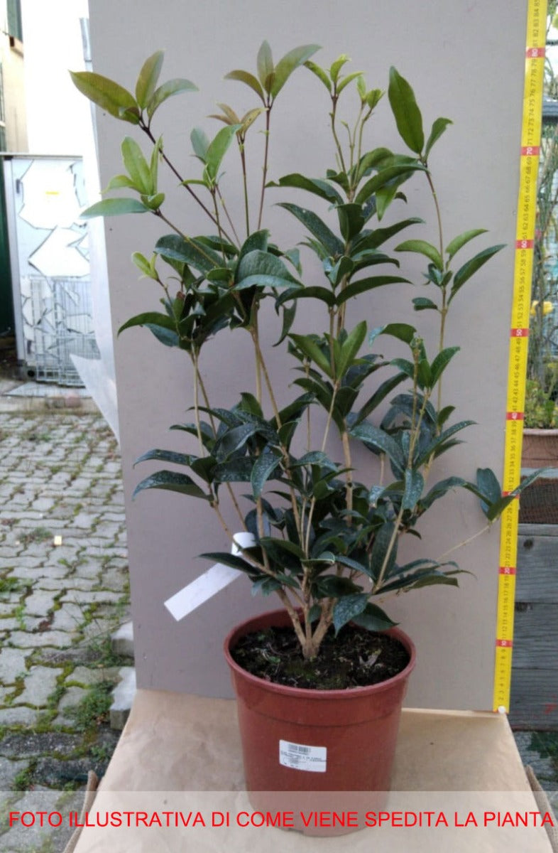 OSMANTHUS FRAGRANS OLEA FRAGRANS ARANCIO VASO 20CM