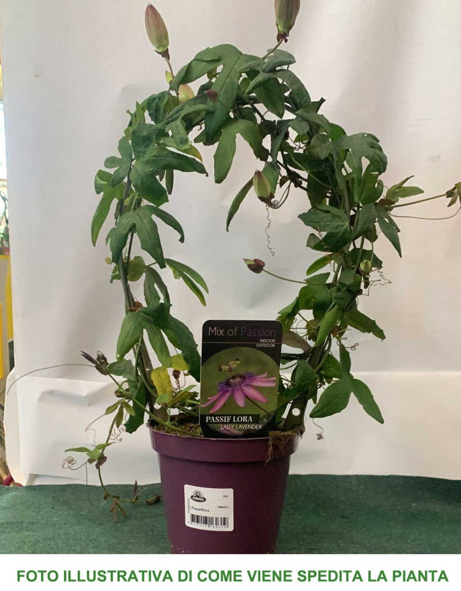 PASSIFLORA VARIETA' ASSORTITA VASO 13CM