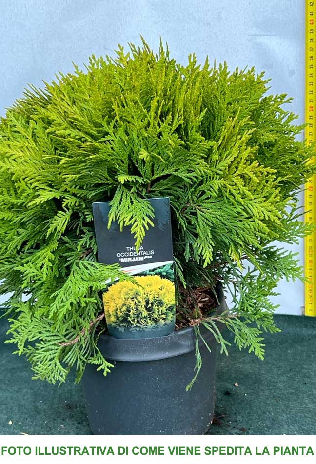 THUJA OCCIDENTALIS MIRJAM VASO 19CM