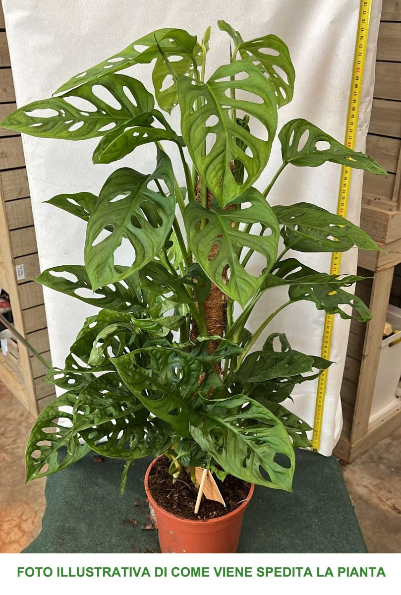 MONSTERA MONKEY MASK VASO 17CM