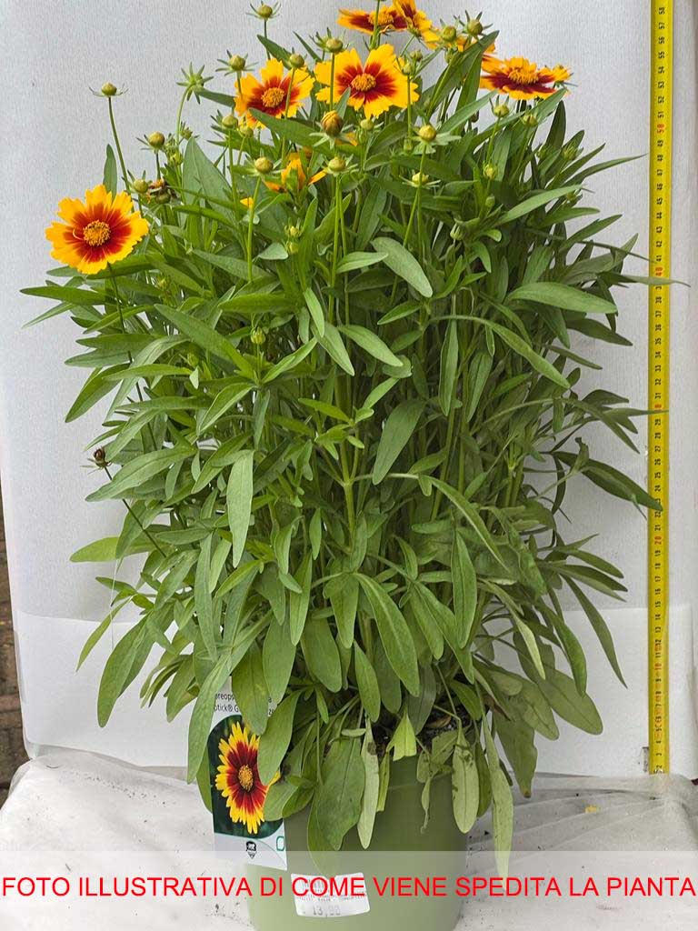 COREOPSIS GRANDIFLORA UPTICK GOLD & BRONZE IN VASO 18CM