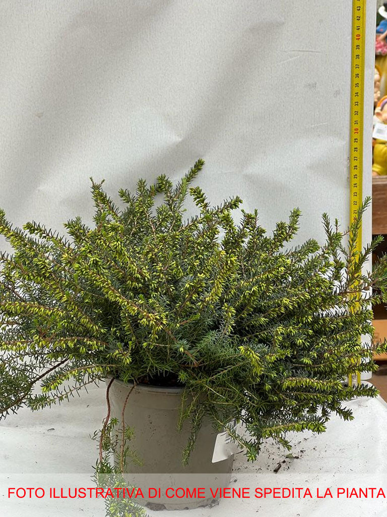 ERICA DARLEYENSIS COLORI ASSORTITI VASO 15CM