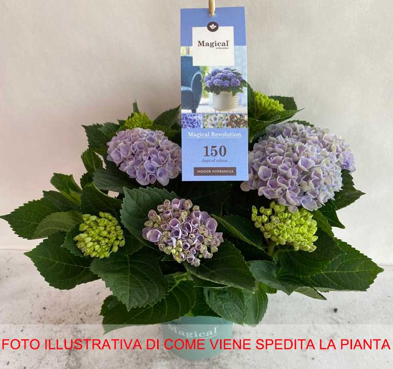 ORTENSIA HYDRANGEA MAGICAL REVOLUTION BLU VASO 14CM