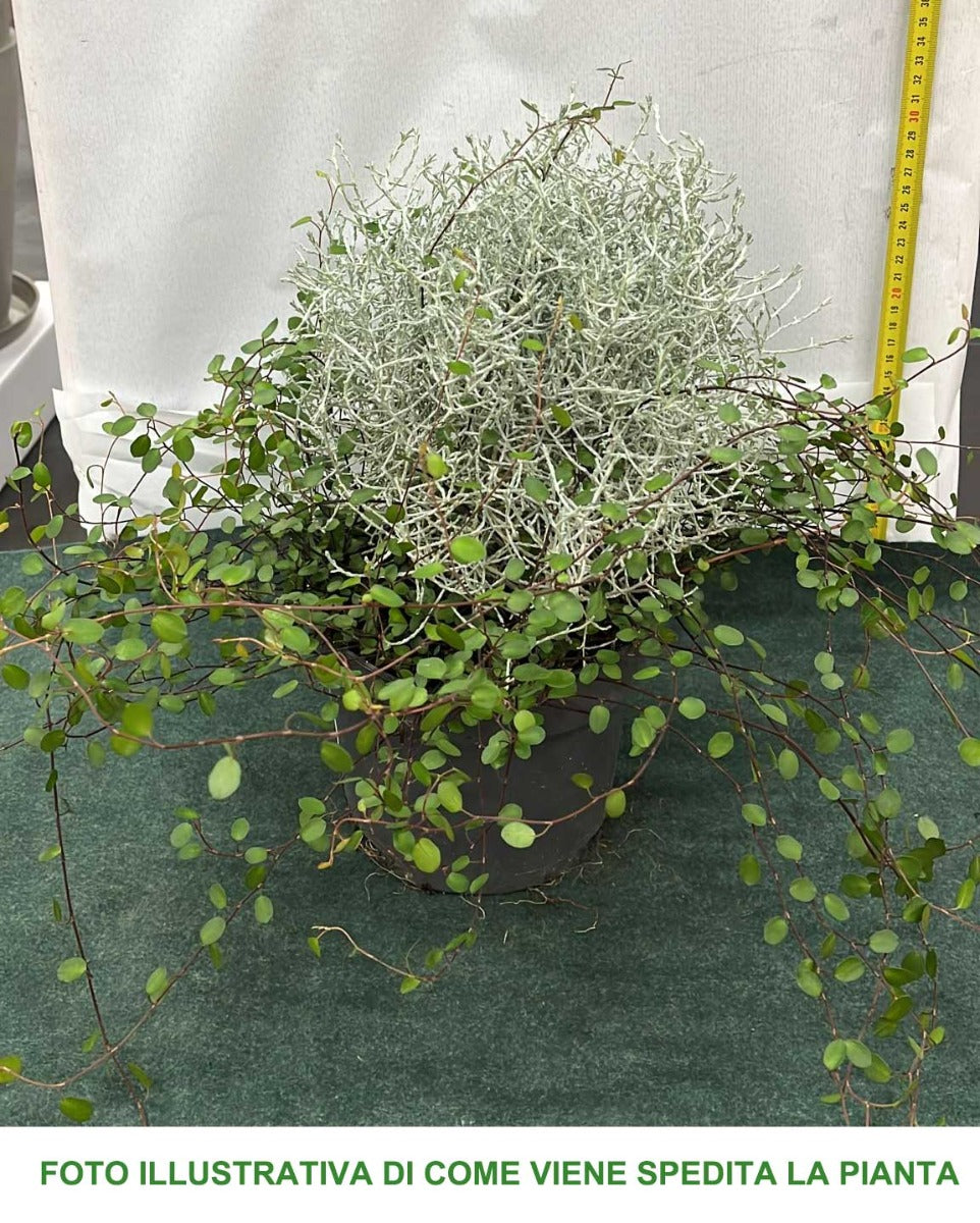 CALOCEPHALUS E MUEHLENBECKIA IN VASO 17CM