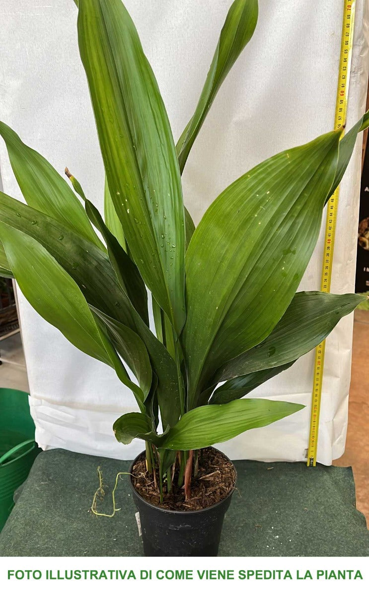 ASPIDISTRA ELATIOR VASO 15CM