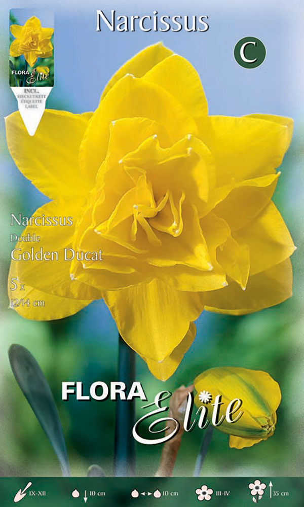 NARCISO DOUBLE GOLDEN DUCAT (CONFEZIONE DA 5 BULBI)