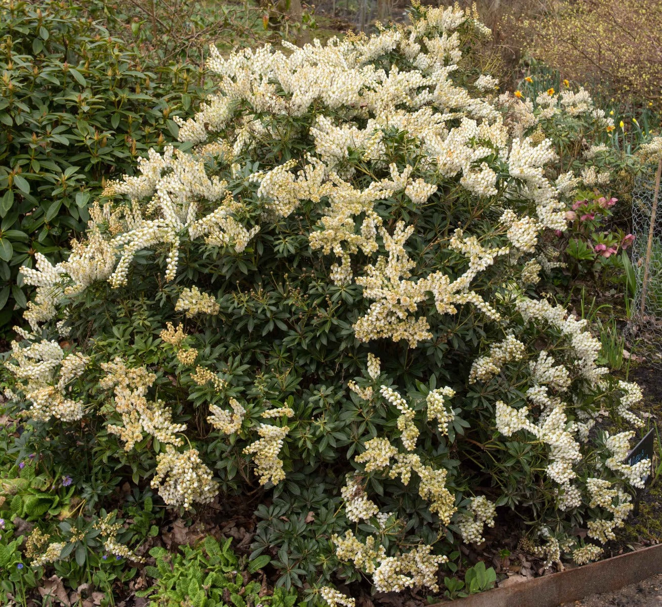 PIERIS JAPONICA DEBUTANTE VASO 17CM