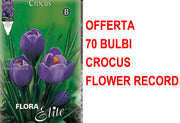 OFFERTA 70 BULBI CROCUS FLOWER RECORD