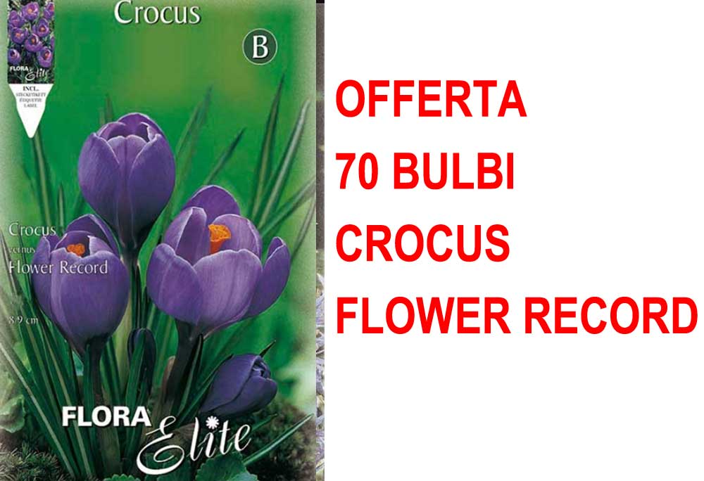 OFFERTA 70 BULBI CROCUS FLOWER RECORD